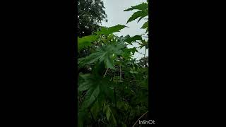 The Miracle Plant Ricinus Communis [upl. by Katherin]