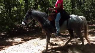 Gator on trail  Florida Cracker Horse gelding [upl. by Ogram]