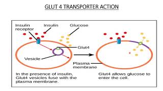 Facilitated Diffusion  Membrane Transport  Carrier amp Channel  Important examples [upl. by Kahn916]