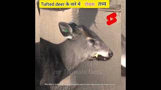 🥵🔥 Tufted deer के बारे में रोचक तथ्य shorts animals wildlife wild [upl. by Amy]