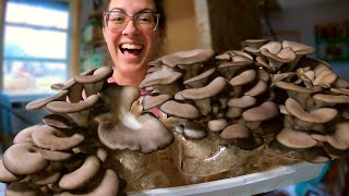 Harvesting and Preserving HomeGrown Oyster Mushrooms [upl. by Alleris899]