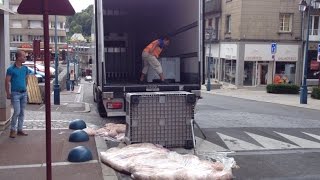 Un camion perd une caisse de boyaux de porc [upl. by Einavoj]