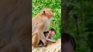 The Beautiful Tiny Monkeys at Mountain in my country monkey MonkeyLife animallove [upl. by Ylrac]