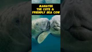 Manatee  The Cute amp Friendly Sea Cow shorts [upl. by Alamat]