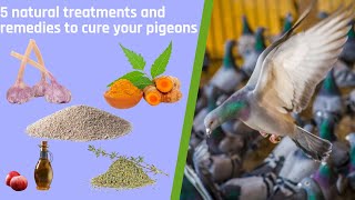 5 natural treatments and remedies to cure your pigeons  🇬🇧 ENGLISH VERSION 🇺🇸 [upl. by Icnan218]