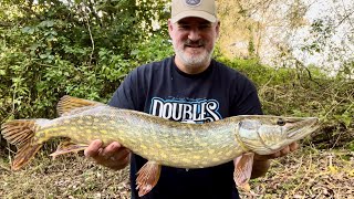 A couple of pike caught from the river Stour [upl. by Corena]