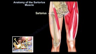 Anatomy Of The Sartorius Muscle  Everything You Need To Know  Dr Nabil Ebraheim [upl. by Calie]