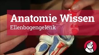 AnatomieWissen Ellenbogengelenk [upl. by Trula]