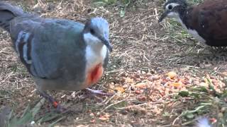 Doves and Fruit Pigeons [upl. by Marlowe710]