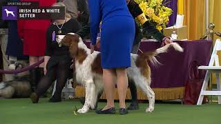 Setters Irish Red and White  Breed Judging 2020 [upl. by Riki]