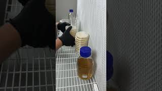 Pouring 40 agar plates for mycology work shorts shortvideo growyourown mushroom garden agar [upl. by Aitahs]