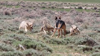 Ryder Decoying 3 coyotes at close range [upl. by Zurek]