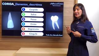 Anatomia Dental características gerais dos dentes [upl. by Suirtimed325]