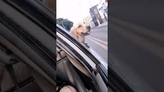 In My Vehicle ♥♥ dogs doglover [upl. by Bundy]