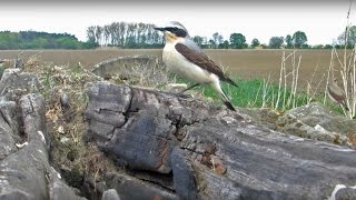 Tah bělořitů šedých Oenanthe oenanthe Northern Wheatear [upl. by Lais633]