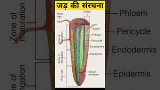 जड़ तंत्रroot system class 9 11 biology biologynotes [upl. by Neelat]