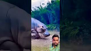 crocodilian animals wildlifefight hippo funny crocodile wildanimals trending [upl. by Burrell]