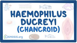 Haemophilus ducreyi Chancroid  an Osmosis Preview [upl. by Ahsienek763]