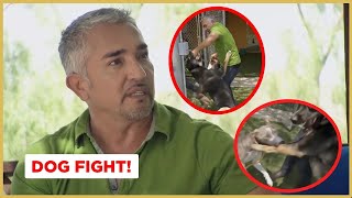 Breaking up a dog fight  Cesar 911 [upl. by Trimble970]