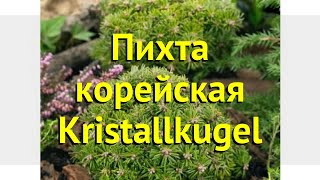 Пихта корейская корейская Kristallkugel Краткий обзор описание abies koreana Kristallkugel [upl. by Virgel]