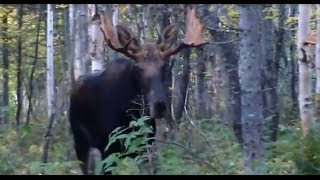 chasse a lorignal acadienne [upl. by Ennovahs]