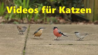 Videos for Cats  Bird Watching for Cats  Cat TV [upl. by Annodam966]