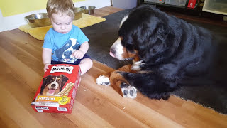 Baby feeding milk bones to his Bernese mountain dog [upl. by Ormsby]