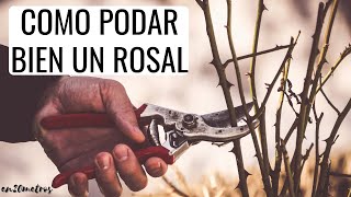 CÓMO PODAR BIEN UN ROSAL más crecimiento y más flores  en20metros [upl. by Mulford776]