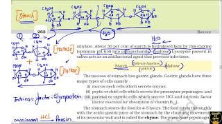 Part 3 Digestion and AbsorptionHow Digestion of food occursDigestion of food Class 11th NCERT [upl. by Egduj687]