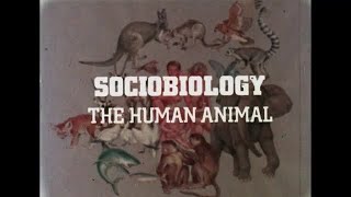 Sociobiology The Human Animal  Part I  1977 [upl. by Renard992]