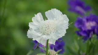 Overwintering Perennial Scabiosa at the Johnnys Research Farm [upl. by Marou]