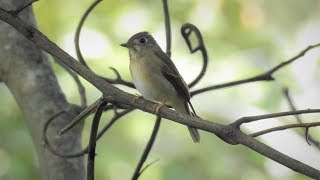 Brownbreasted flycatcher  A Rare Winter visitor to Bangalore [upl. by Airol737]