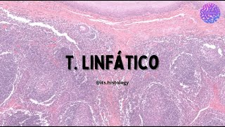 Histología del Sistema Linfático  itshistology [upl. by Freeman514]