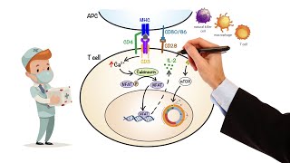 Pharmacology  IMMUNOSUPPRESSANTS MADE EASY [upl. by Naejamron431]