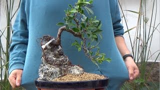 Cómo hacer bonsai con raíces sobre roca  La parte práctica [upl. by Carnahan570]