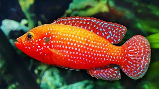 Top 10 Colorful Freshwater Aquarium Fish [upl. by Nivlak]