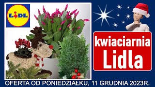 LIDL  Nowa Oferta od Poniedziałku 11122023  Kwiaciarnia Lidla [upl. by Edla]