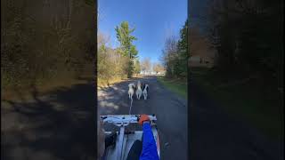 Dotty Leads A Sled Dog Tangle sleddogs dogsledding dogsports [upl. by Friedman]