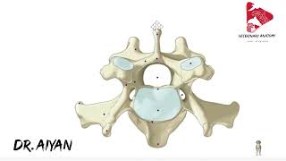 Anatomy of the Cervical Vertebrae C3 to C7 dog [upl. by Haliehs]