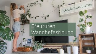 Efeututen Wandbefestigung  Pflanzenwand  gefleckte Efeutute [upl. by Eedahs322]