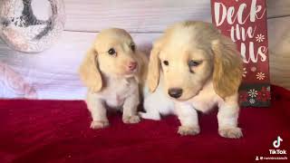 Longhair mini dachshund cream males [upl. by Ateuqahs]