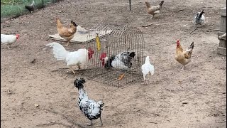 Introducing Chickens and Roosters to Chicken Flock [upl. by Naliorf]