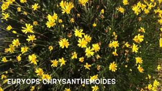 Euryops Chrysanthemoides Garden Center online Costa Brava  Girona [upl. by Coster]