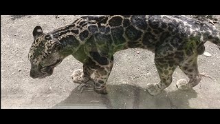 FORMOSAN CLOUDED LEOPARD [upl. by Hgielyak]