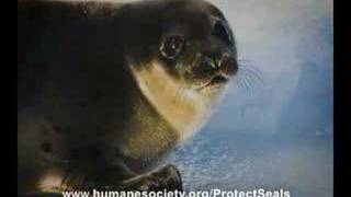 Save the Seals [upl. by Maffa803]