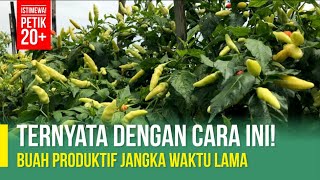 RAHASIA CABAI BERUMUR PANJANG  PENGOLAHAN LAHAN MUSIM HUJAN [upl. by Enomed682]