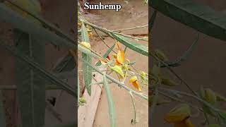 Sunhemp scientific name Crotalaria juncea  sanai botany shorts [upl. by Groh]