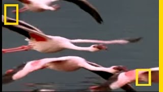 Flamingos of Bogoria  National Geographic [upl. by Gunter]