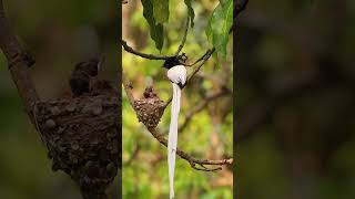 Paradise Flycatcher Nesting Behavior in 4K  Feeding Chicks shorts youtubeshorts shortsvideo [upl. by Akehsar]