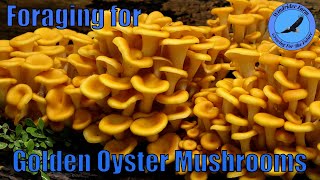 Foraging for Golden Oyster Mushrooms [upl. by Adnilym]